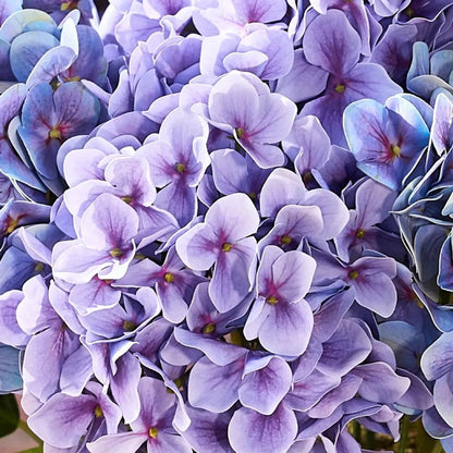 Last Day 50% OFF📣 Artificial Hydrangeas Flowers – UV-Resistant, Waterproof, Windproof