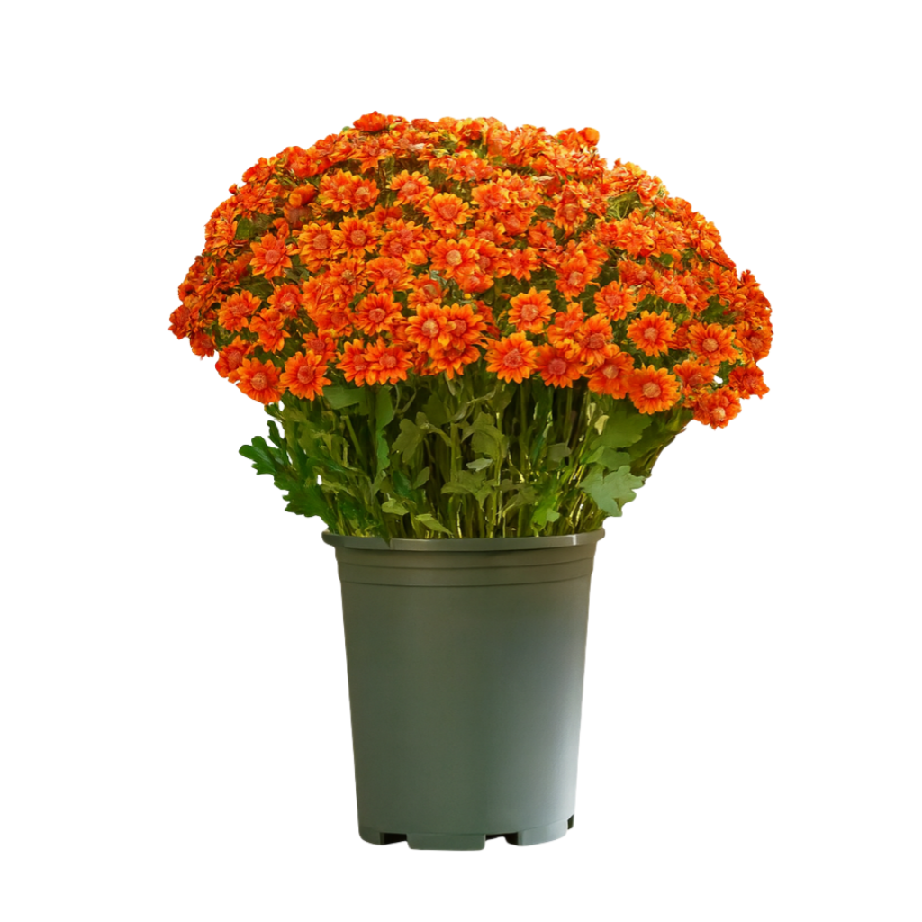 💥Last Day 70% OFF—🌼Welcome autumn- Artificial Outdoor Sunset Mums Flowers - UV resistant, Waterproof, Windproof