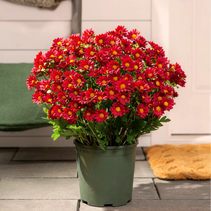 💥Last Day 70% OFF—🌼Welcome autumn- Artificial Outdoor Sunset Mums Flowers - UV resistant, Waterproof, Windproof