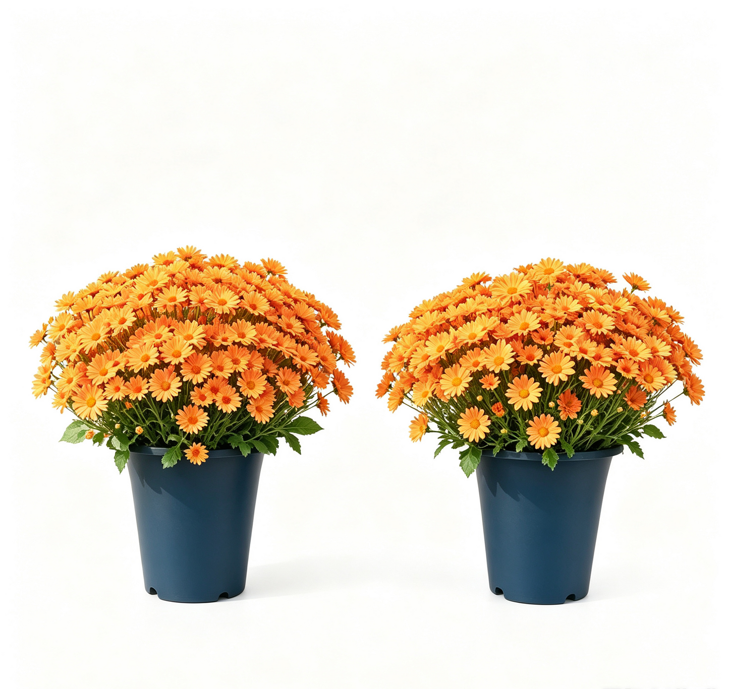 💥Last Day 70% OFF—🌼Welcome autumn- Artificial Outdoor Sunset Mums Flowers - UV resistant, Waterproof, Windproof