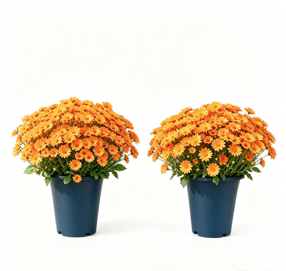 💥Last Day 70% OFF—🌼Welcome autumn- Artificial Outdoor Sunset Mums Flowers - UV resistant, Waterproof, Windproof