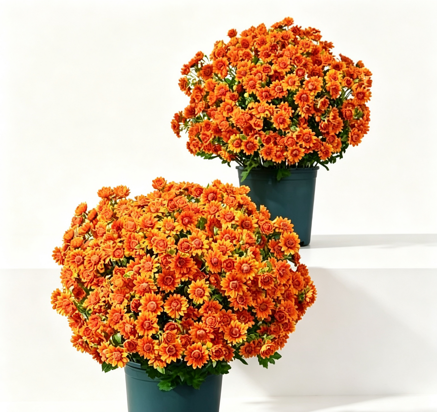 💥Last Day 70% OFF—🌼Welcome autumn- Artificial Outdoor Sunset Mums Flowers - UV resistant, Waterproof, Windproof
