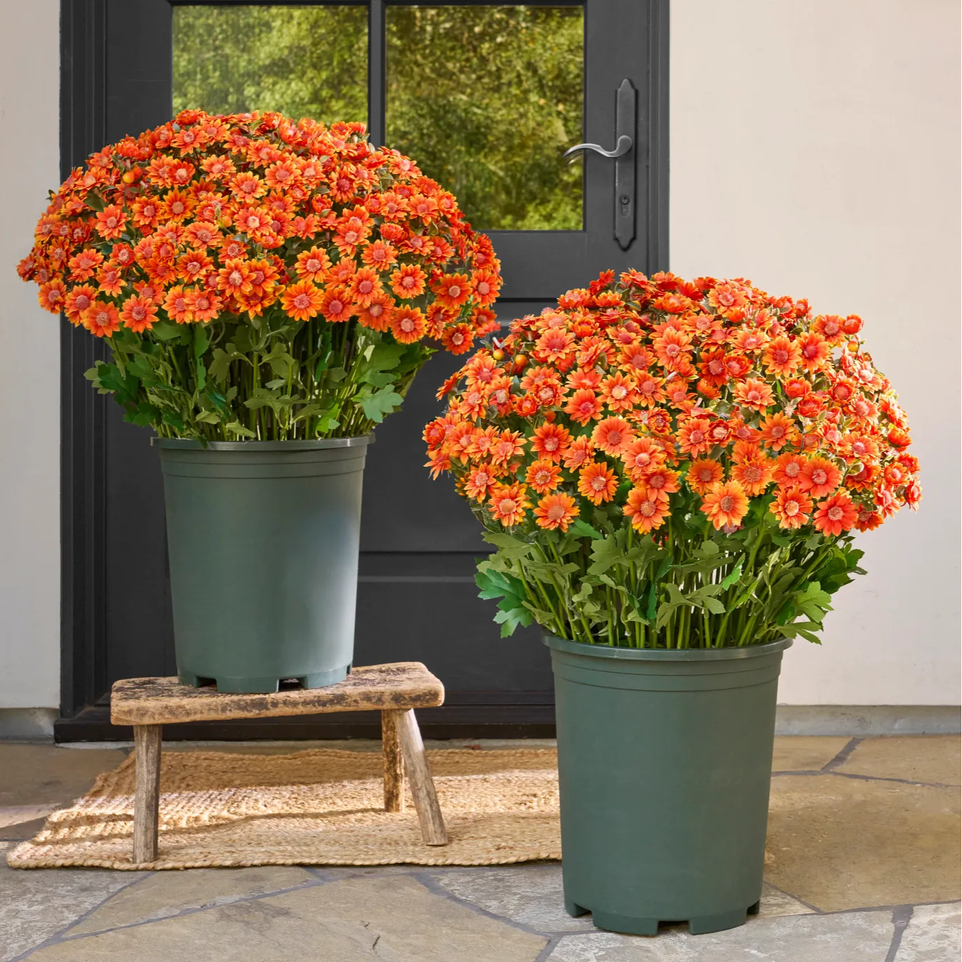 💥Last Day 70% OFF—🌼Welcome autumn- Artificial Outdoor Sunset Mums Flowers - UV resistant, Waterproof, Windproof