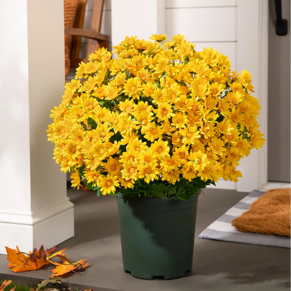 💥Last Day 70% OFF—🌼Welcome autumn- Artificial Outdoor Sunset Mums Flowers - UV resistant, Waterproof, Windproof