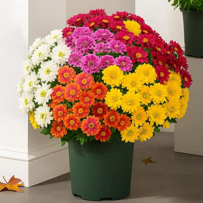 💥Last Day 70% OFF—🌼Welcome autumn- Artificial Outdoor Sunset Mums Flowers - UV resistant, Waterproof, Windproof