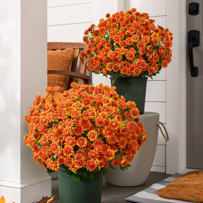 💥Last Day 70% OFF—🌼Welcome autumn- Artificial Outdoor Sunset Mums Flowers - UV resistant, Waterproof, Windproof