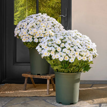 Artificial Outdoor Sunset Mums Flowers - UV resistant, Waterproof, Windproof