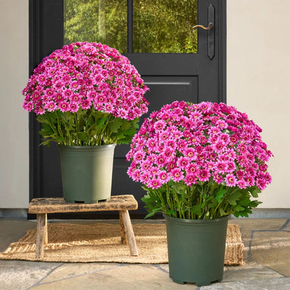 Artificial Outdoor Sunset Mums Flowers - UV resistant, Waterproof, Windproof