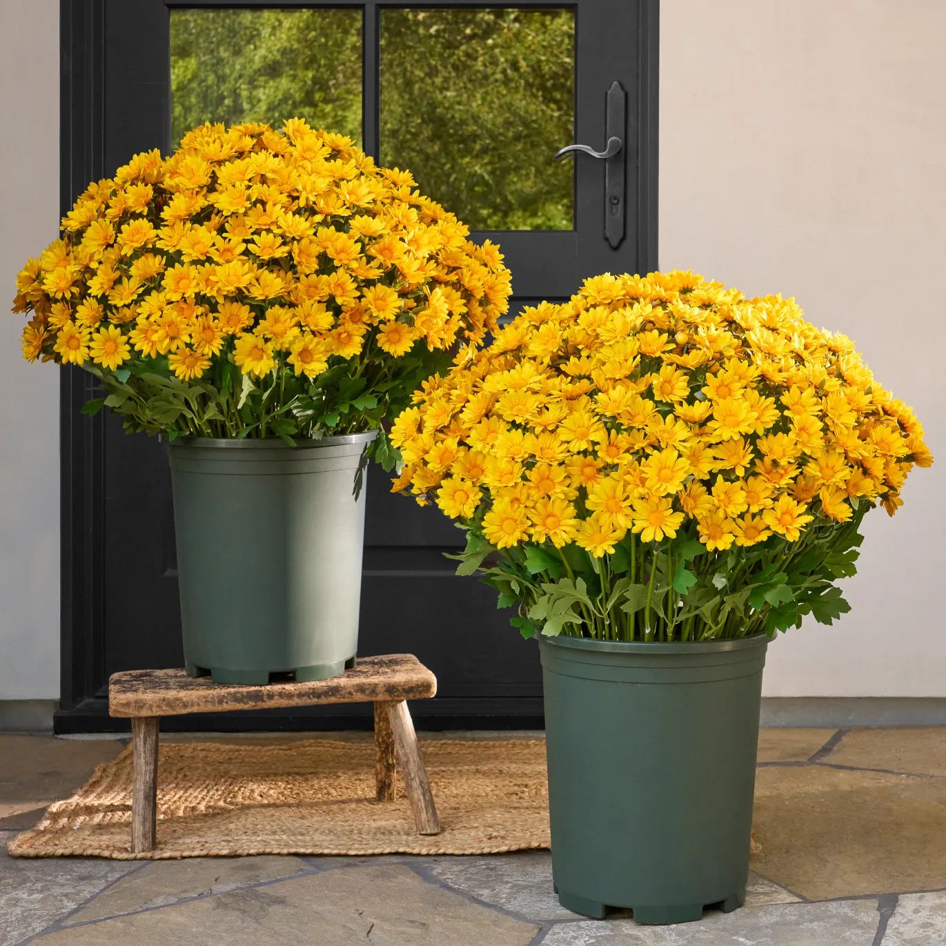 Artificial Outdoor Sunset Mums Flowers - UV resistant, Waterproof, Windproof