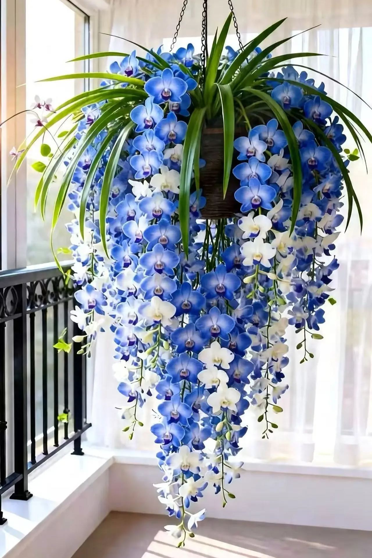 Dendrobium orchid bulbs