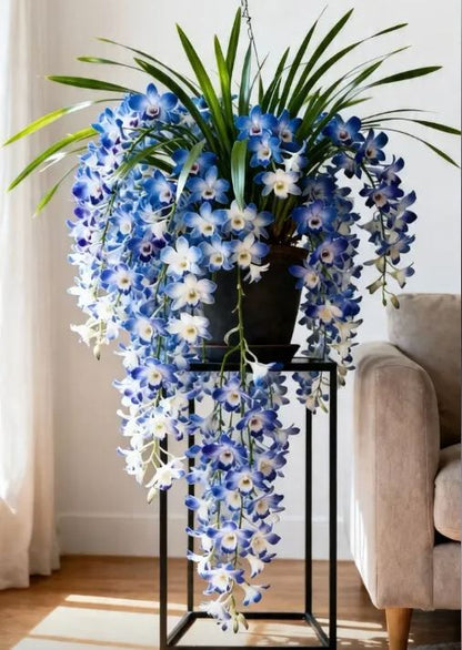 Dendrobium orchid bulbs