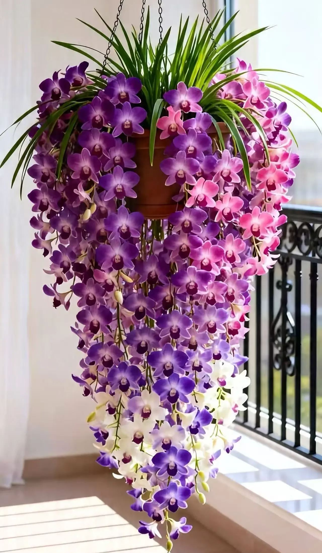 Dendrobium orchid bulbs