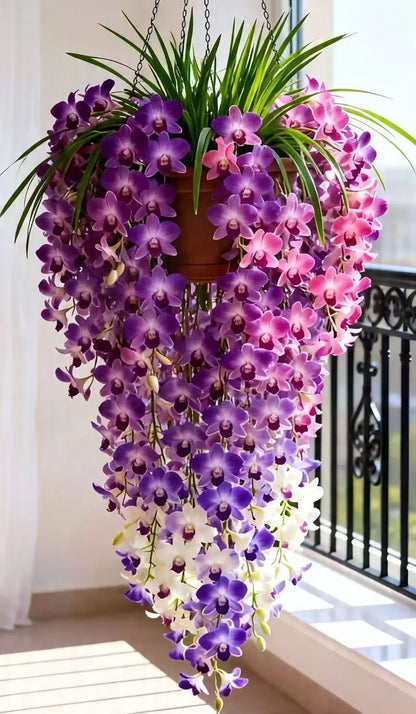 Dendrobium orchid bulbs